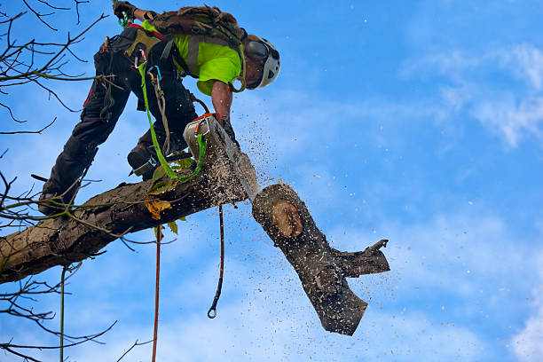 Best Tree Trimming and Pruning  in Panama, OK